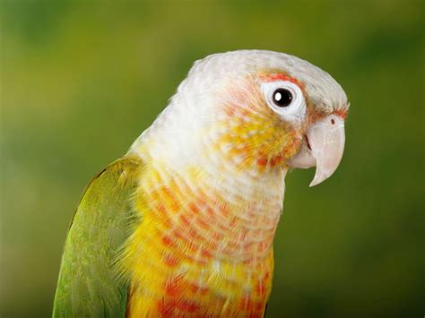 Should I Get Conures Pros And Cons Of Owning Multiple Conures