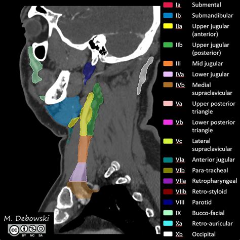 Cervical Lymph Nodes Levels