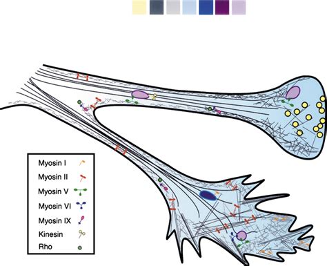 A Diagram Summarizing The Distribution Of The Different Myosin Classes