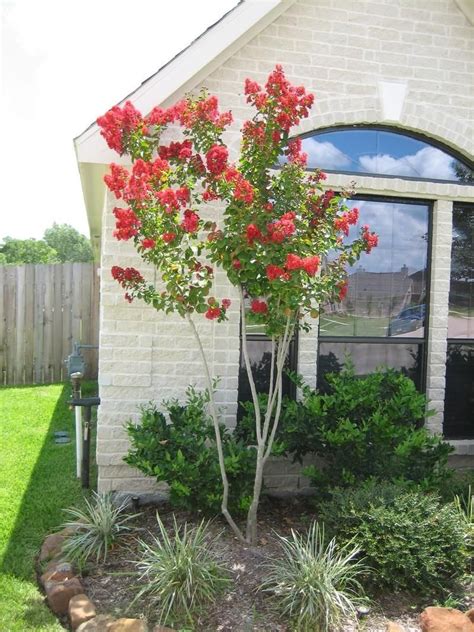 Plantfiles Pictures Lagerstroemia Crape Myrtle Crepe Myrtle