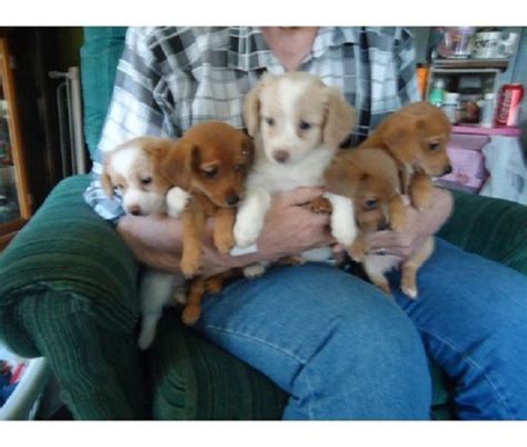 Pomeranian Dachshund Mix Puppies - Pets Lovers