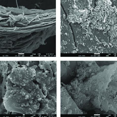 Sem Micrographs For Calcined And Activated Materials Cc Calcined Download Scientific Diagram