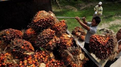 Ini Harga Terbaru TBS Kelapa Sawit Jambi Tribun Jambi