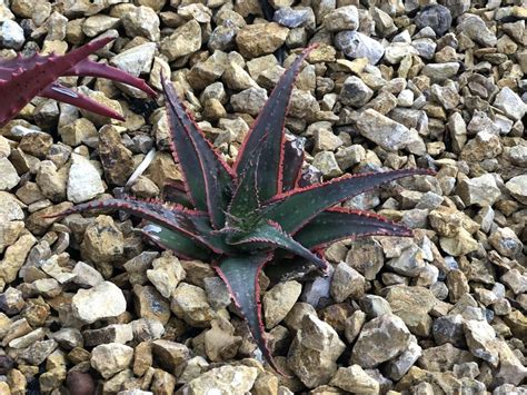 Aloe Coral Fire In The Aloes Database