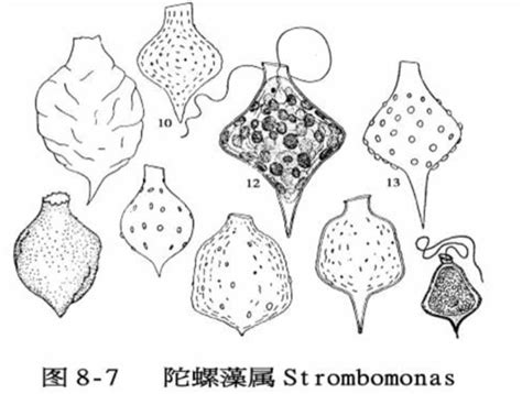 陀螺藻属图册 360百科