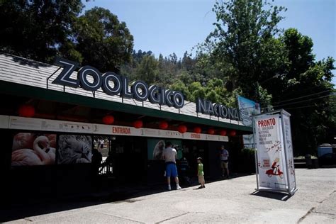 Cuánto Cuesta La Entrada Al Zoo Metropolitano De Santiago