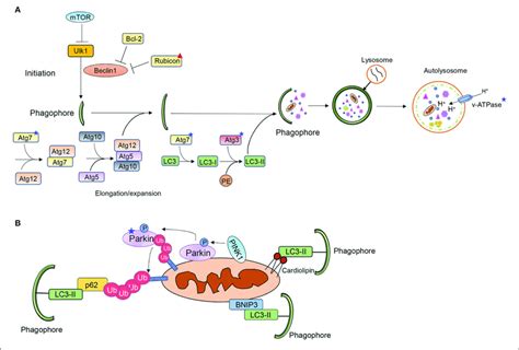 Overview Of A Autophagy And B Mitophagy Pathways Stars And Download Scientific Diagram