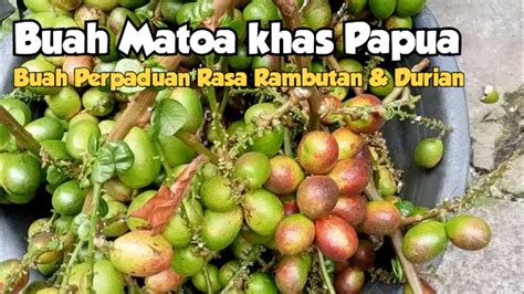 Buah Matoa Khas Papua Khasiat Buah Matoa Youtube