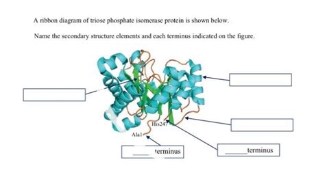 Solved A ribbon diagram of triose phosphate isomerase | Chegg.com