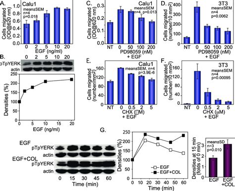 Egf And Collagen Stimulated Cell Migration And Erk Phosphorylation A