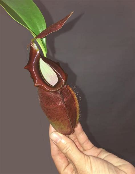 Nepenthes Ampullaria X Mirabilis X Dubia Cm Zeleneudoli Cz