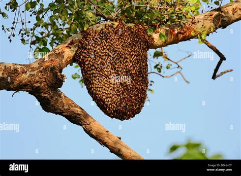 Bees nest of the Giant Honey Bee (Apis dorsata) in a tree Stock Photo ...