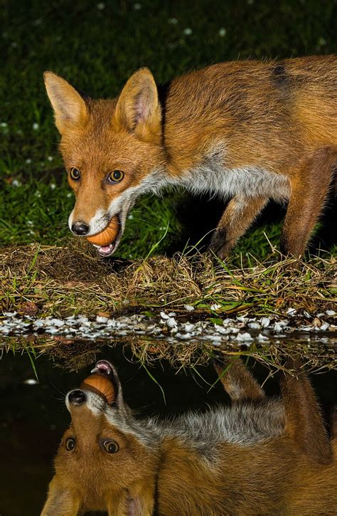 Red Fox By Stephen Bolton On 500px Fox Pups Fox Fantastic Fox