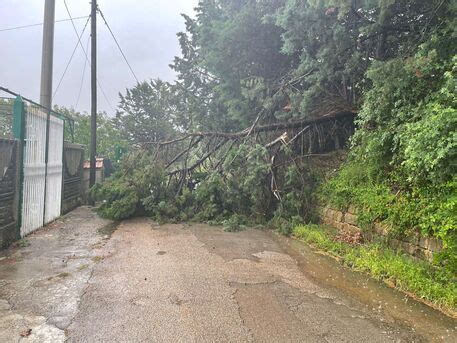 Maltempo Strade Allagate E Alberi Su Strada Nel Palermitano Sicilia