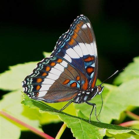 Red Spotted Admiral Beautiful Butterflies Butterfly Species