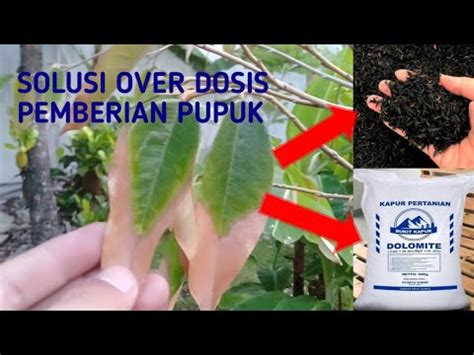 Mengatasi Daun Durian Menguning Karena Overdosis Pupuk Youtube