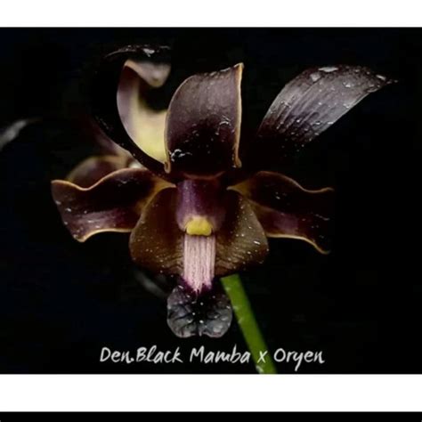 Jual Anggrek Dendrobium Kriting Black Mamba X Oryen Remaja Kota Bogor