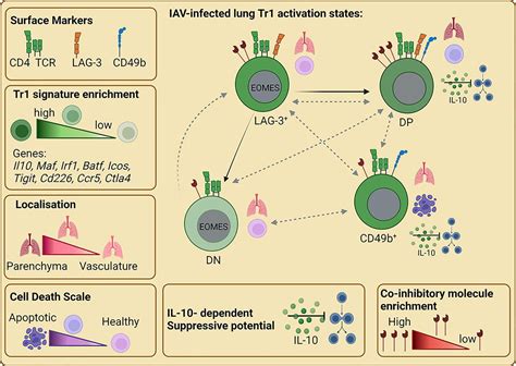 Determination Of Tr Cell Populations Correlating With Distinct