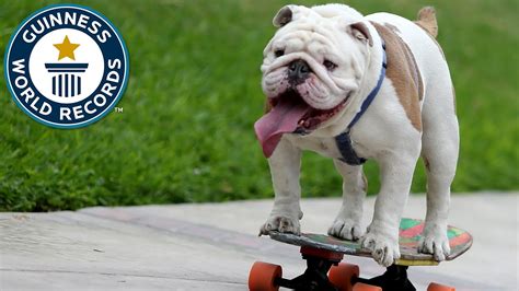 Otto The Skateboarding Bulldog Guinness World Records Youtube