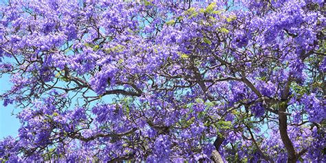 Jacaranda Plantation Culture Entretien Et Floraison