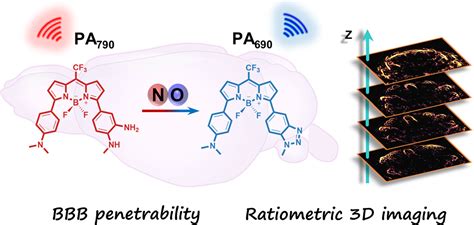 纳米人 Jacs：可穿透血脑屏障的光声探针用于对活体小鼠大脑中的no进行高分辨率成像