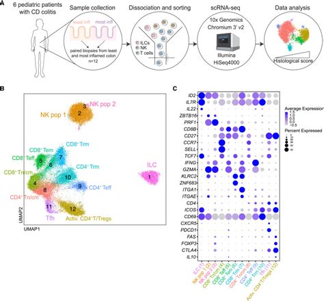 The Single Cell Transcriptional Landscape Of Innate And Adaptive