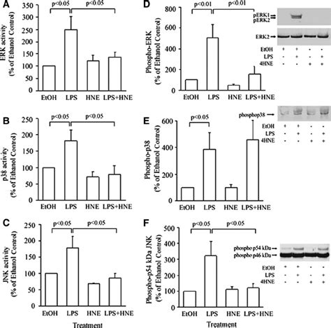 The Effect 4 Hne On Erk A P38 Mapk B And Jnk C Activity