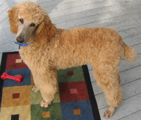 Is the Standard Poodle the Best Dog for You? - PetHelpful