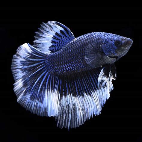 Premium Halfmoon Butterfly Betta Freshwater Betta Fish Betta