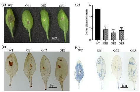 Genes Free Full Text Potential Involvement Of Mncyp710a11 In