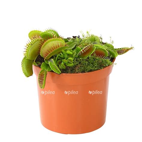Венерина Мухоловка купить в Москве с доставкой в интернет магазине Pilea