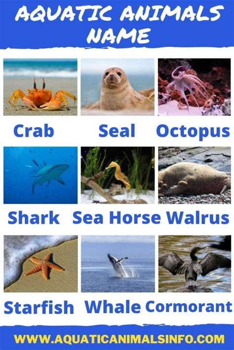 60+ Aquatic Animals Name: List With Pictures | Animals' Space