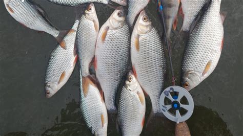 @Плотва зійшла з розуму, на кубик. - YouTube