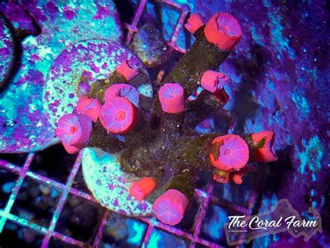 Dendro Coral Frags - Buy Online!