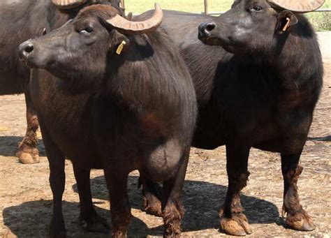 Brucellosi Strage Di Bufale In Campania Pi Drammatica Della Peste