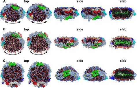 Final Structures Of All Atom And Coarse Grained Md Simulations Of The