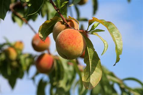 Como Plantar Y Cultivar El Melocotonero O Durazno Jardinsgarden