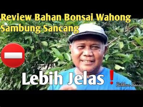 Review Bahan Bonsai Wahong Sambung Sancang Bikhanbonsai YouTube