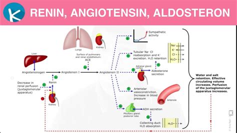 Renin Angiotensin Aldosterone Raas Patofisiologi Hipertensi