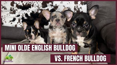 What's the Difference Between a French Bulldog and a Mini Olde English ...