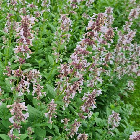 Nepeta - Herbaceous
