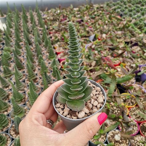 Crassula Capitella Var Turrita Giromagi Cactus