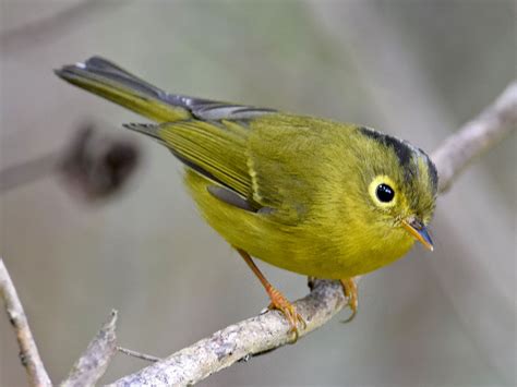 Golden Spectacled Warbler Also Green Crowned Warbler Seicercus Burkii