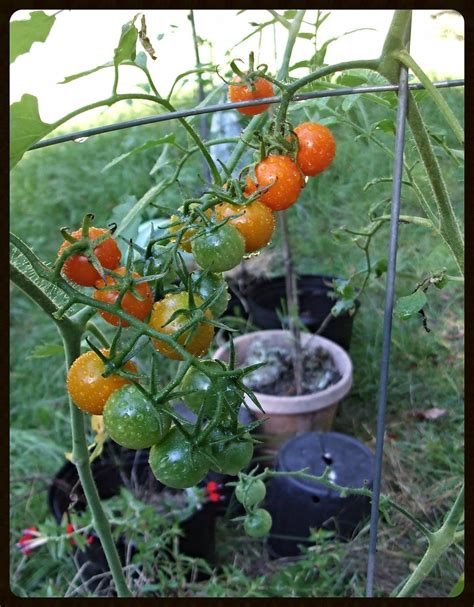 Late Summer Tomatoes Im Gonna Try To Make One Last Bacon Flickr