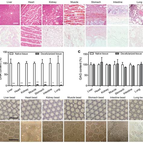 Characterization Of Decellularized Tissue Matrices And The Fabrication