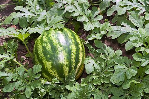 How To Grow Watermelons Quiet Corner