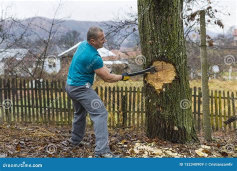 Lumberjack Worker Chopping Down A Tree Breaking Off Many Splinters In