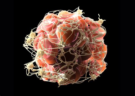 Platelets – Triggers for Life or Death – Abundant Health 