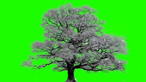 Winter Tree In Green Screen Free Stock Footage Youtube