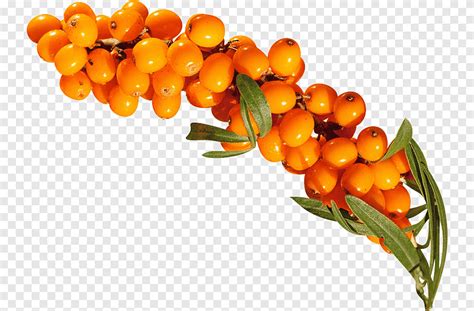 Sea buckthorns Sea buckthorn oil, km, natural Foods, food png | PNGEgg